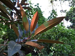 Ficus destruens