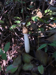 Phallus aureolatus