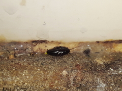 Blattoidae