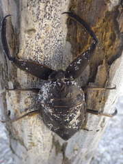 Lethocerus collosicus