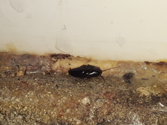 Blattoidae