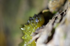 Athoracophorus papillatus