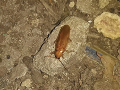 Blattoidae
