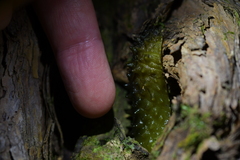 Athoracophorus papillatus