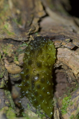 Athoracophorus papillatus