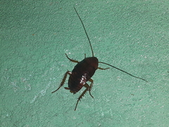 Blattoidae