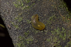 Athoracophorus bitentaculatus