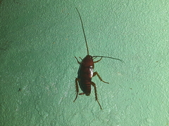 Blattoidae