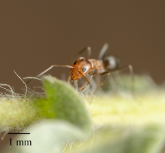 Dorymyrmex bicolor