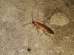Blattoidae