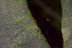 Athoracophorus bitentaculatus