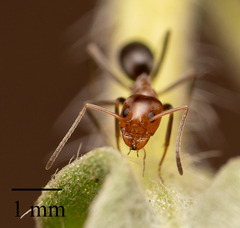 Dorymyrmex bicolor