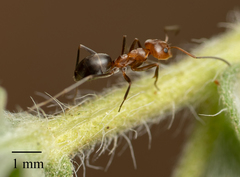 Dorymyrmex bicolor