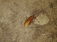 Blattoidae