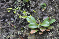 Epidendrum flexuosissimum