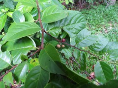 Rhamnus napalensis