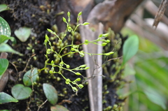 Epidendrum flexuosissimum