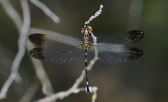 Macrothemis inequiunguis