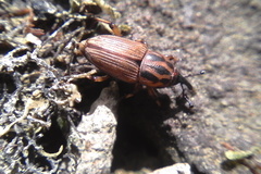 Sphenophorus brunnipennis