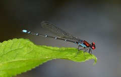 Argia cuprea
