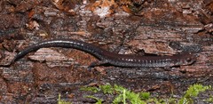 Plethodon sherando
