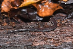Plethodon sherando
