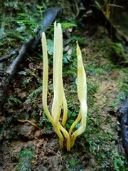 Clavulinopsis amoena