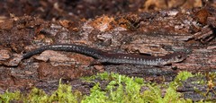 Plethodon sherando