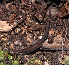 Plethodon sherando
