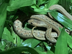 Dryophylax hypoconia