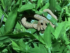 Dryophylax hypoconia