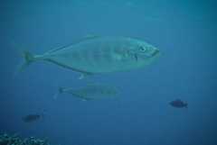Craterognathus plagiotaenia