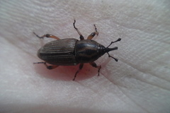 Sphenophorus brunnipennis