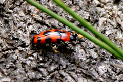 Episcaphula australis