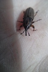 Sphenophorus brunnipennis