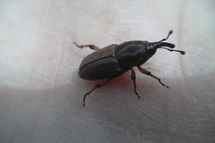 Sphenophorus brunnipennis