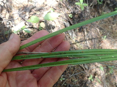 Dianella nigra
