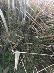 Muehlenbeckia complexa