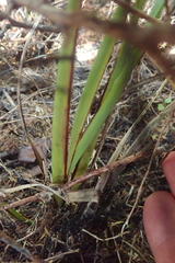 Dianella nigra