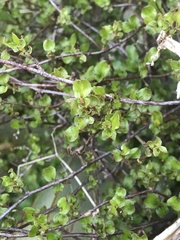 Muehlenbeckia complexa