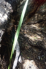 Dianella nigra