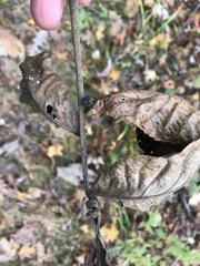 Phylloxera caryaeren