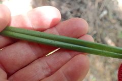 Dianella nigra