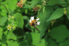 Xanthocampsomeris completa