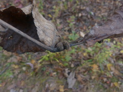 Phylloxera caryaeren