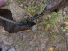 Phylloxera caryaeren