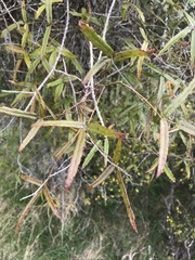 Rubus schmidelioides