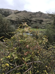 Rubus schmidelioides