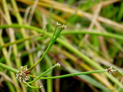 Isolepis prolifera
