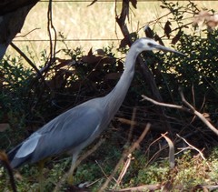 Egretta novaehollandiae